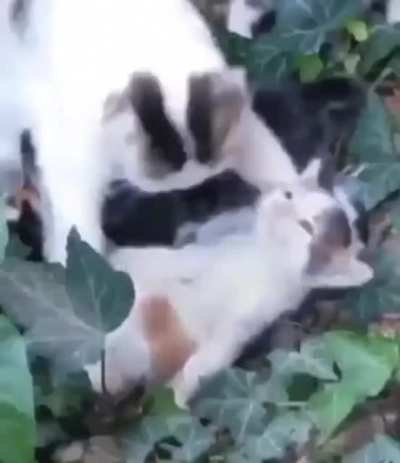 shitposting - Video #1370