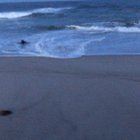 Grey seal pup climbing up the outer beaches
