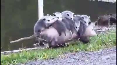 Hardworking opossum mom carries her 10 babies on her back
