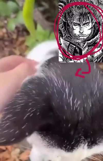Nuts Wunk