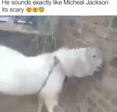 Reincarnation