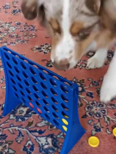 My dogs reaction playing connect 4