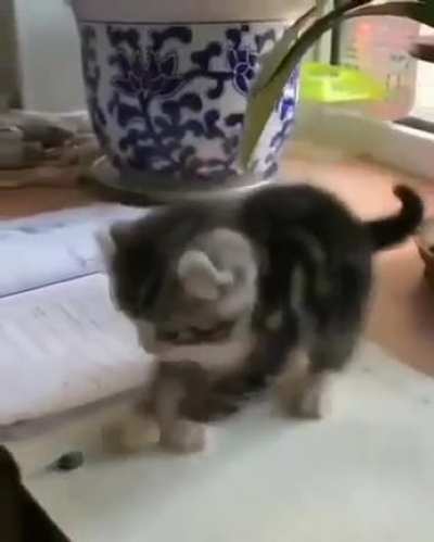 It's impossible to study with a kitten