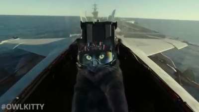 Top Gun with a Cat - OwlKitty