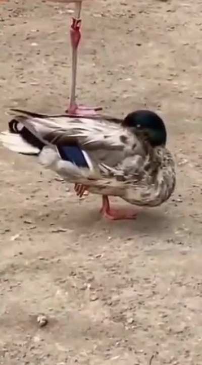 🦆 Alright…who wants to tell him 🦩