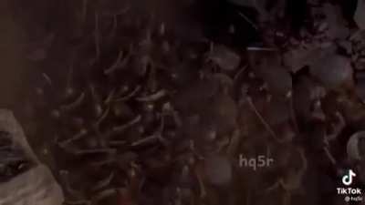 Islamic golden age, found it on discord
