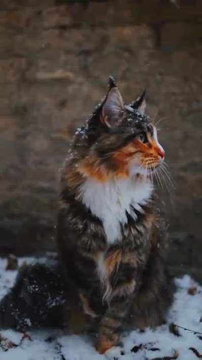 Последний снег