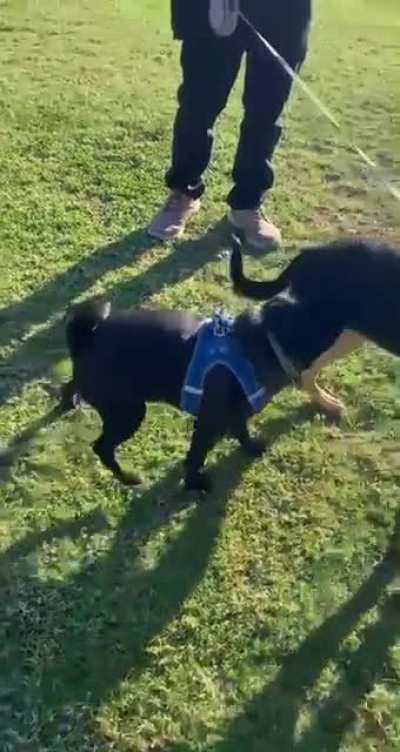 Friend’s dog meeting my dog