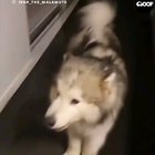 Some wholesome content