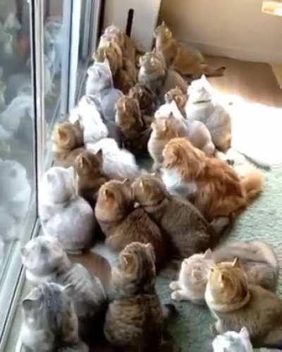 The Council Shall Now Judge You