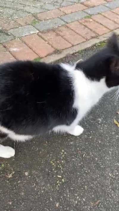 Neighbourhood cat I visit