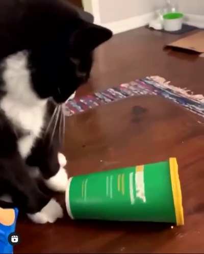 Cat Flip