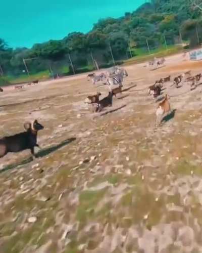 Seria um bom corte