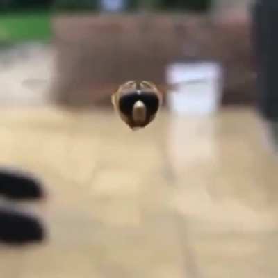bug