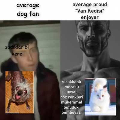 pofuduk şirin ve sıcakkanlı bir kedi karşısında hangi köpek durabilir?