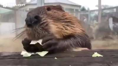 Милах бобёр