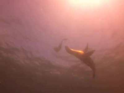 A sea lion pestering a Galapagos marine iguana as it was feeding on sea algae