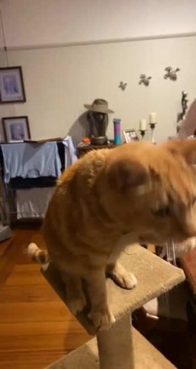 My ginger boy choking on his purrs over turkey!