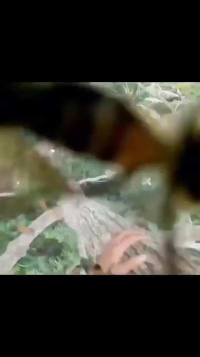 You just have to take the stings all the way down the tree