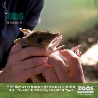 These two big boys recently graduated from the guardian dog training program at Werribee Open Range Zoo in Australia. They will be protecting livestock as well as endangered Eastern Barred Bandicoots.