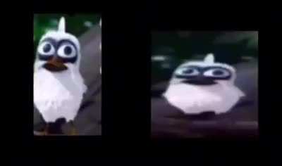 Two birds