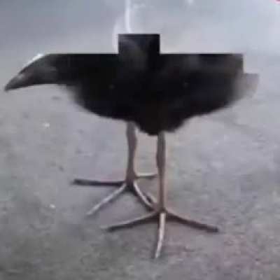 bird