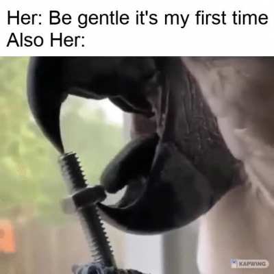 dat dexterity doh