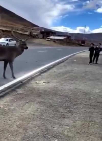 Deer vs. Bikers in China.