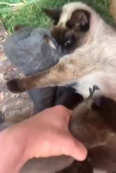 Sus