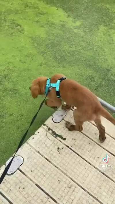 CUH-