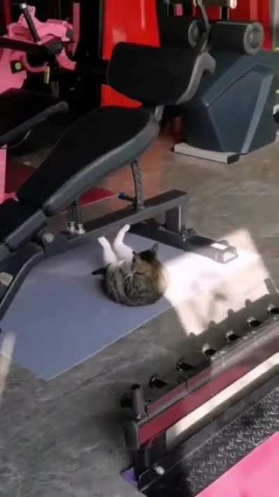 Gym buddy bulduk