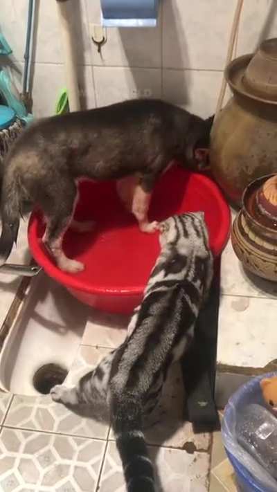 a cat scolds a dog
