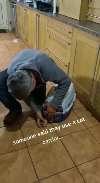 Use a cat carrier...