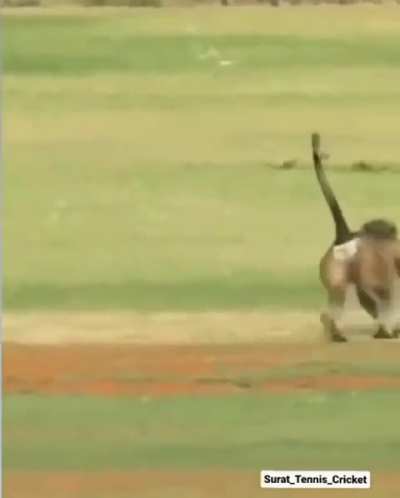 Dhoni who?
