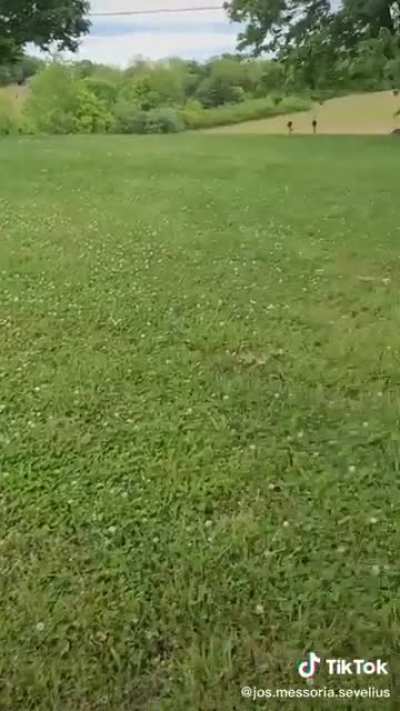Stick bug causes a freak out.