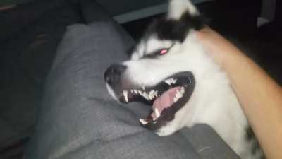 My dog sounding like a dirt bike