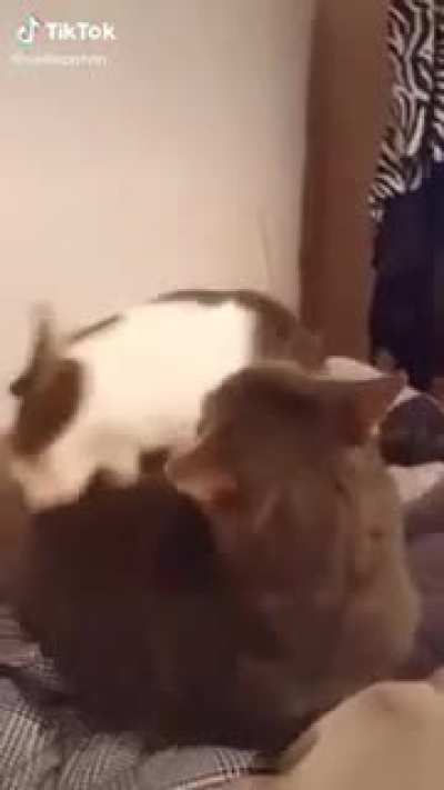 What are you doing, step-MEOWWWWW
