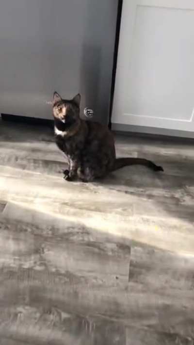 Calliope has the cutest little morning meows