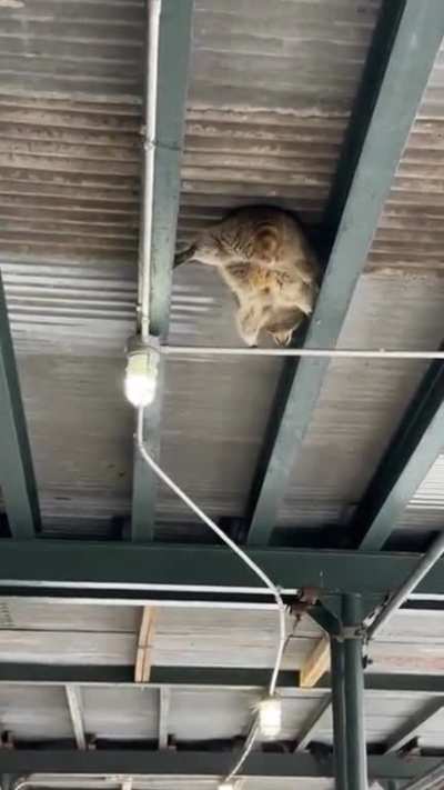 he's a spy on a mission