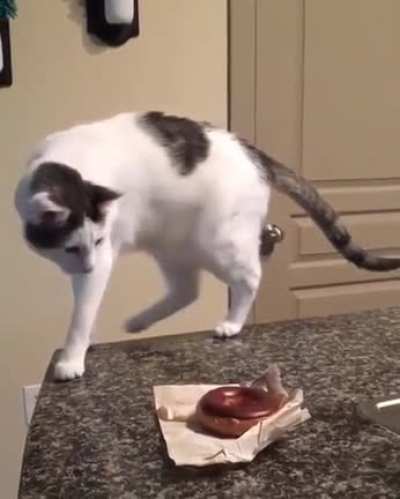 Cat Dump