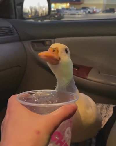Give him the ice or things won’t go nice