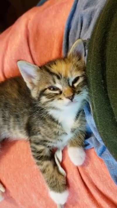 Baby cat sleepy cat