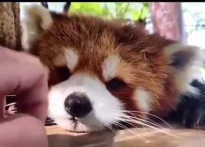 boop !