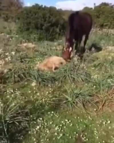 And, all this time I thought the horses were herbivores..