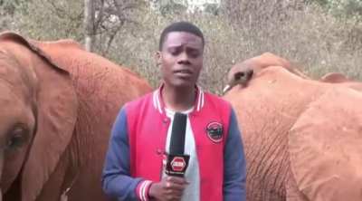 Baby elephant interrupting a TV reporter