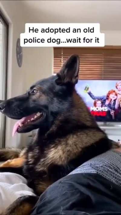 Why would dogs want food anyways