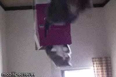 Blursed fall