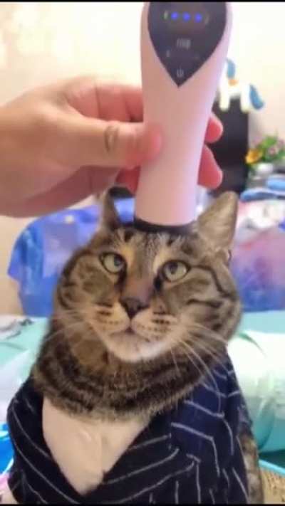 Cat is confused.