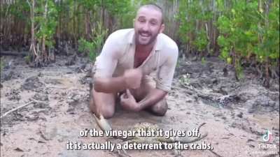 Crab