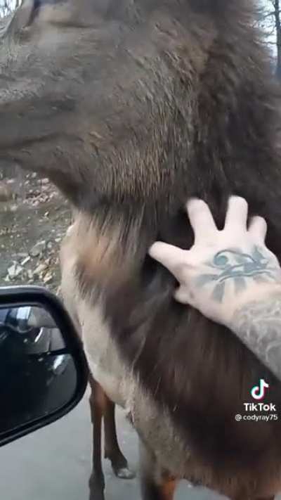 Petting a deer